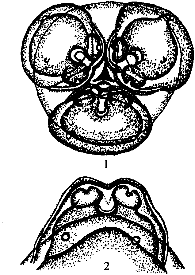 喬夫蛔蟲(chóng)